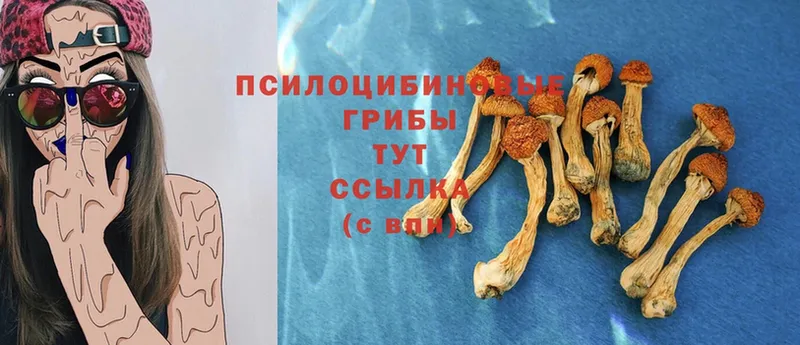 купить закладку  Сибай  Псилоцибиновые грибы прущие грибы 